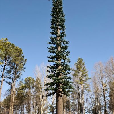 10 20 30 40 50 60 70 80 M Hot Dip Galvanized Camouflaged Pole Palm / Pine Micro False Cell Tower Cây 10 20 30 40 50 60 70 80 M