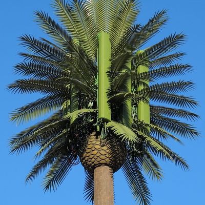 Tùy chỉnh 20m-50m Truyền thông Monopole cây nhân tạo Tháp tế bào viễn thông Palm Bionic Disguise Tree Pole Tower