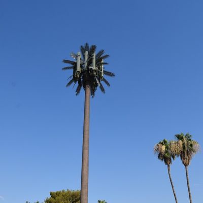 Microwave Điện thoại di động Telecom độc quyền giả Palm Tree Tháp tế bào ngụy trang ngày Tháp truyền thông