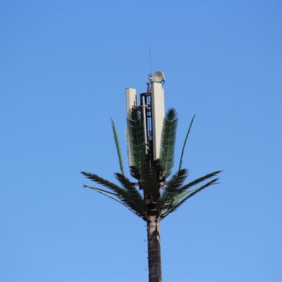 Microwave Điện thoại di động Telecom độc quyền giả Palm Tree Tháp tế bào ngụy trang ngày Tháp truyền thông
