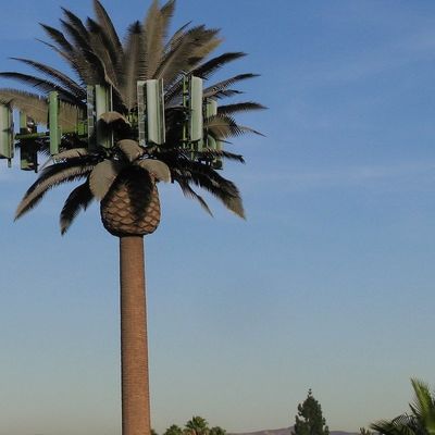 Microwave Điện thoại di động Telecom độc quyền giả Palm Tree Tháp tế bào ngụy trang ngày Tháp truyền thông